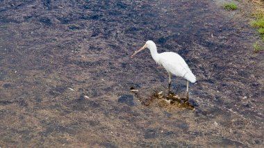 Sarı gagalı Spoonbill (Platalea flavipes) Northam WA 'daki Avon nehrinin sığ sularında arama yapıyor.