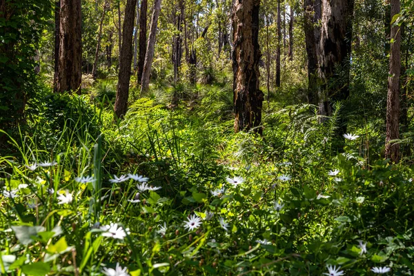 Araluen Bush Land Perth Austrália Ocidental — Fotografia de Stock