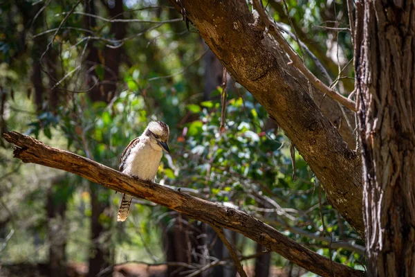 Kookaburras Sind Terrestrische Baumeisvögel Der Gattung Dacelo Die Australien Und — Stockfoto