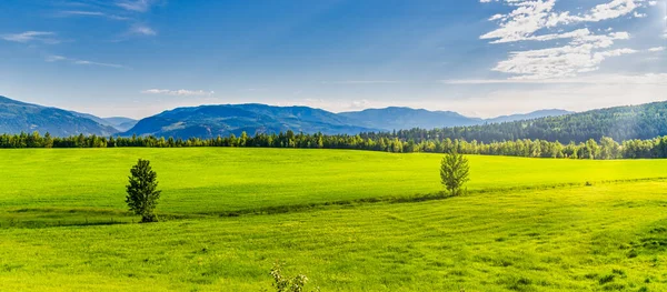 stock image Green canola fields on a sunny afternoon in Canada BC