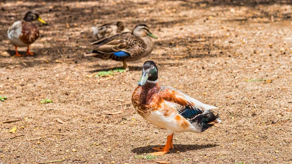 Estas Aves São Introduzidos Patos Domésticos Eles Não São Nativos — Fotografia de Stock