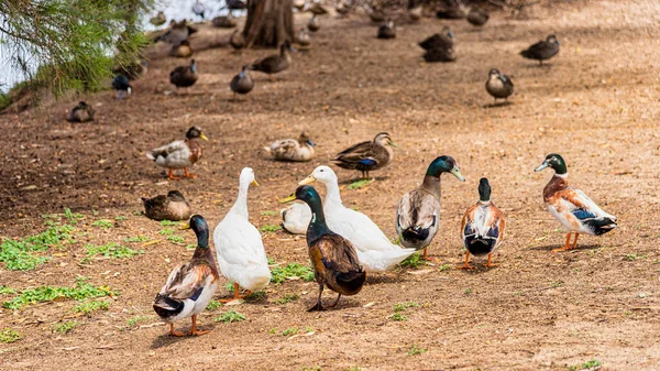 Estas Aves São Introduzidos Patos Domésticos Gansos Eles Não São — Fotografia de Stock