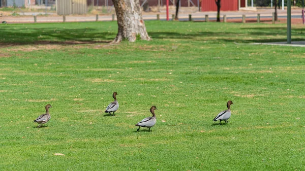 Patos Madeira Australianos Grama Bernard Park Northam — Fotografia de Stock
