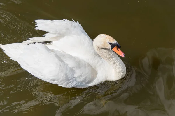 Een Witte Zwaan Uit Northam Britse Kolonisten Introduceerden White Swans — Stockfoto