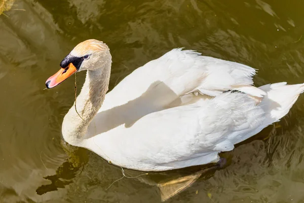 Een Witte Zwaan Uit Northam Britse Kolonisten Introduceerden White Swans — Stockfoto