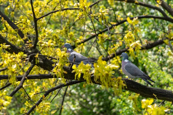 波兰Malbork镇附近一棵树上的鸽子 — 图库照片