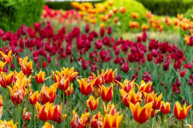 Krakow, Küçük Polonya / Polonya - 05 / 11 / 2019. Krakow ve Ana Pazar Meydanı 'ndaki renkli lale bahçeleri turistler arasında çok popüler..