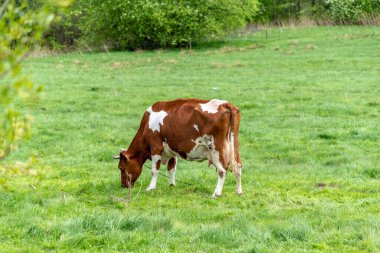 Tatra dağlarının eteklerindeki Gubawka kırsal arazisi, Zakopane