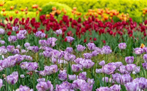 Krakow Lesser Poland Poland 2019 Colorful Tulip Gardens Krakow Main — Stock Photo, Image