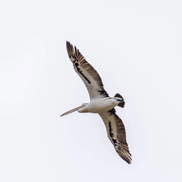 Rockingham Australia 2019 Pelicans Lake Richmond Important Ecosystem Thrombolites Waterbirds — Stock Photo, Image
