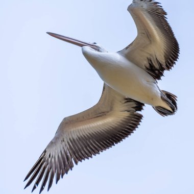 Rockingham, WA / Avustralya - Richmond Gölü 'ndeki 12 / 20 / 2019 Pelikanlar trombolit ve su kuşları için önemli bir ekosistemdir..