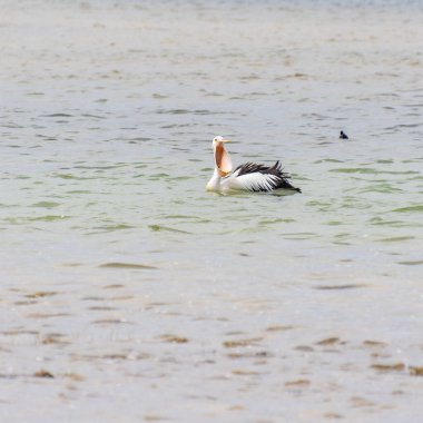 Rockingham, WA / Avustralya - Richmond Gölü 'ndeki 12 / 20 / 2019 Pelikanlar trombolit ve su kuşları için önemli bir ekosistemdir..