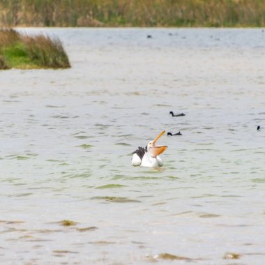 Rockingham, WA / Avustralya - Richmond Gölü 'ndeki 12 / 20 / 2019 Pelikanlar trombolit ve su kuşları için önemli bir ekosistemdir..