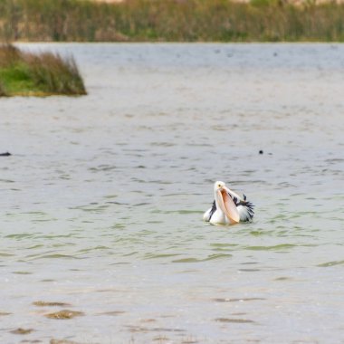 Rockingham, WA / Avustralya - Richmond Gölü 'ndeki 12 / 20 / 2019 Pelikanlar trombolit ve su kuşları için önemli bir ekosistemdir..