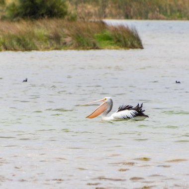 Rockingham, WA / Avustralya - Richmond Gölü 'ndeki 12 / 20 / 2019 Pelikanlar trombolit ve su kuşları için önemli bir ekosistemdir..