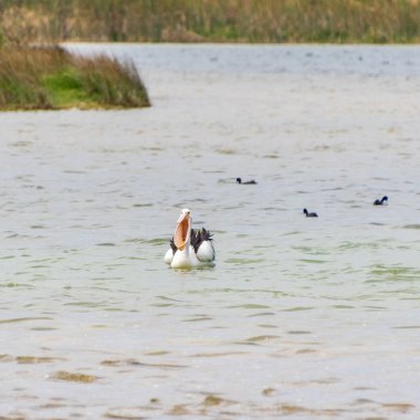 Rockingham, WA / Avustralya - Richmond Gölü 'ndeki 12 / 20 / 2019 Pelikanlar trombolit ve su kuşları için önemli bir ekosistemdir..