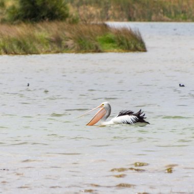 Rockingham, WA / Avustralya - Richmond Gölü 'ndeki 12 / 20 / 2019 Pelikanlar trombolit ve su kuşları için önemli bir ekosistemdir..
