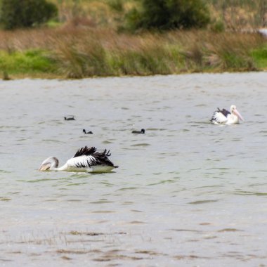 Rockingham, WA / Avustralya - Richmond Gölü 'ndeki 12 / 20 / 2019 Pelikanlar trombolit ve su kuşları için önemli bir ekosistemdir..