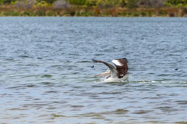 Rockingham, WA / Avustralya - Richmond Gölü 'ndeki 12 / 20 / 2019 Pelikanlar trombolit ve su kuşları için önemli bir ekosistemdir..
