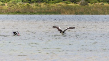 Rockingham, WA / Avustralya - Richmond Gölü 'ndeki 12 / 20 / 2019 Pelikanlar trombolit ve su kuşları için önemli bir ekosistemdir..