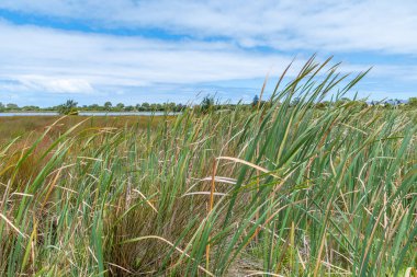 Rockingham, WA / Avustralya - 12 / 20 / 2019 Richmond Gölü trombolit ve su kuşları için önemli bir ekosistem..