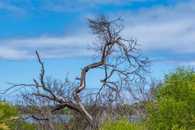 Rockingham, WA / Avustralya - 12 / 20 / 2019 Richmond Gölü trombolit ve su kuşları için önemli bir ekosistem..
