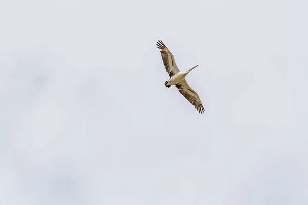 Rockingham Avustralya Richmond Gölü Ndeki 2019 Pelikanlar Trombolit Kuşları Için — Stok fotoğraf