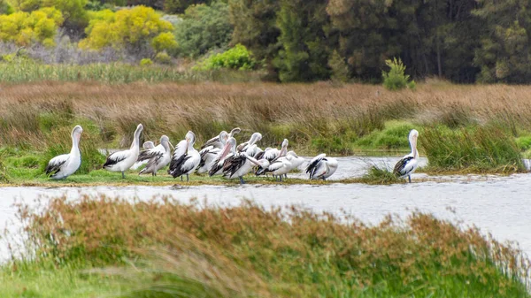 Rockingham Avustralya Richmond Gölü Ndeki 2019 Pelikanlar Trombolit Kuşları Için — Stok fotoğraf