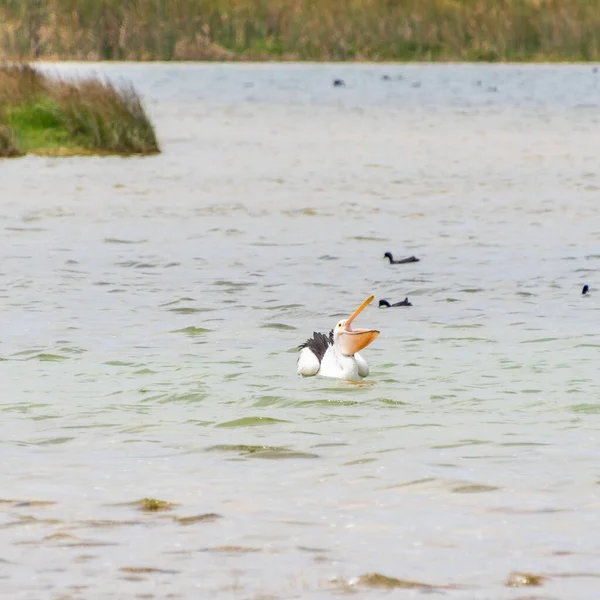 Rockingham, WA / Avustralya - Richmond Gölü 'ndeki 12 / 20 / 2019 Pelikanlar trombolit ve su kuşları için önemli bir ekosistemdir..
