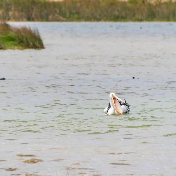 Rockingham, WA / Avustralya - Richmond Gölü 'ndeki 12 / 20 / 2019 Pelikanlar trombolit ve su kuşları için önemli bir ekosistemdir..