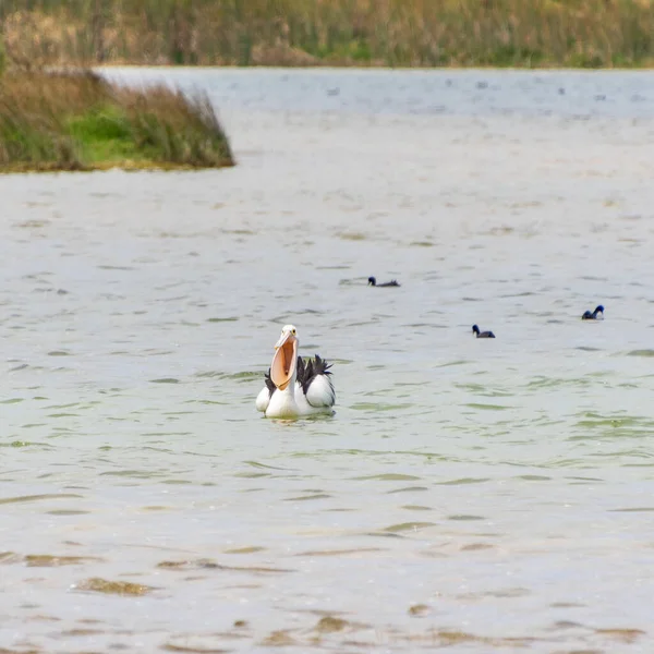 Rockingham, WA / Avustralya - Richmond Gölü 'ndeki 12 / 20 / 2019 Pelikanlar trombolit ve su kuşları için önemli bir ekosistemdir..