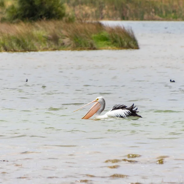 Rockingham, WA / Avustralya - Richmond Gölü 'ndeki 12 / 20 / 2019 Pelikanlar trombolit ve su kuşları için önemli bir ekosistemdir..