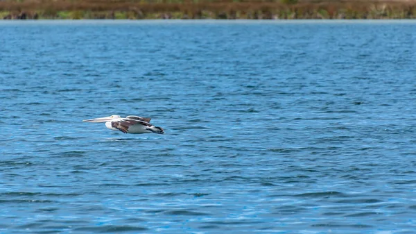 Rockingham, WA / Avustralya - Richmond Gölü 'ndeki 12 / 20 / 2019 Pelikanlar trombolit ve su kuşları için önemli bir ekosistemdir..