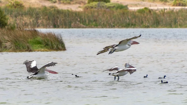 stock image Rockingham, WA / Australia - 12/20/2019 Pelicans at Lake Richmond is an important ecosystem for thrombolites and waterbirds.