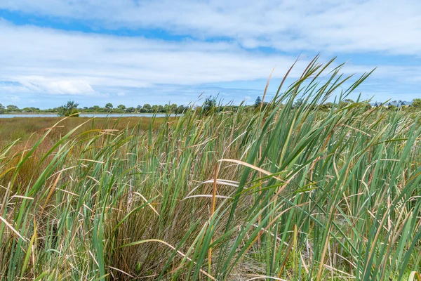 Rockingham, WA / Avustralya - 12 / 20 / 2019 Richmond Gölü trombolit ve su kuşları için önemli bir ekosistem..