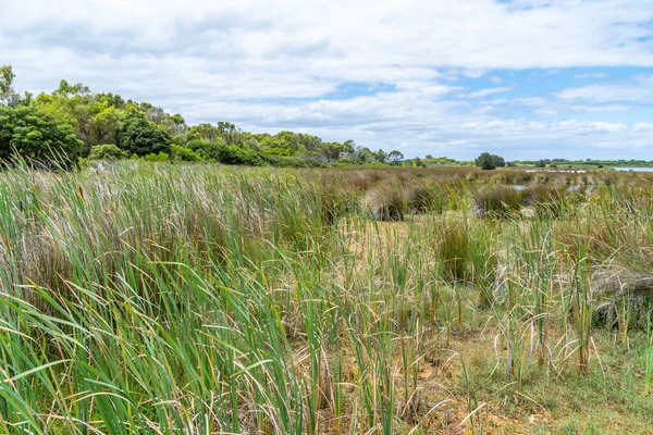 Rockingham Australia 2019 Lake Richmond Ett Viktigt Ekosystem För Tromboliter — Stockfoto