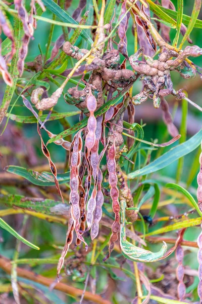 Rockingham, WA / Avustralya - 12 / 20 / 2019 Richmond Gölü trombolit ve su kuşları için önemli bir ekosistem..
