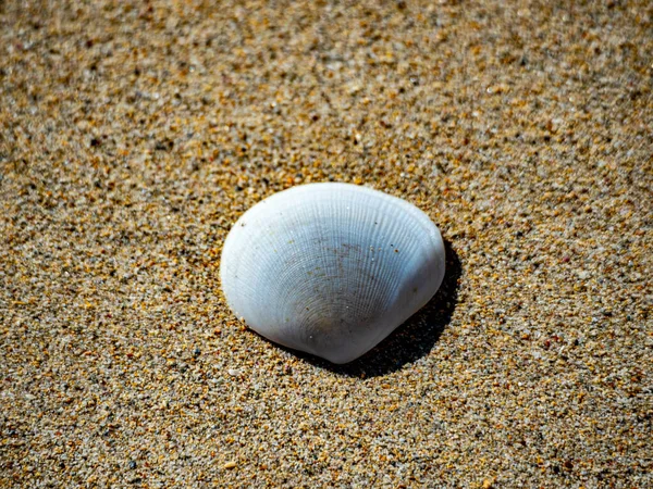 Seashell Sandstrand Perth Western Australia — Stockfoto