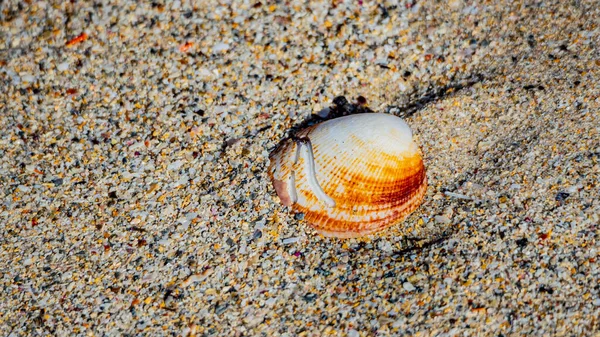 パースの砂浜の貝殻 Western Australia — ストック写真