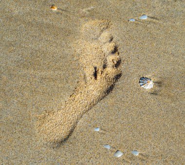 Perth Batı Avustralya 'da kumlu bir sahilde deniz kabuğu