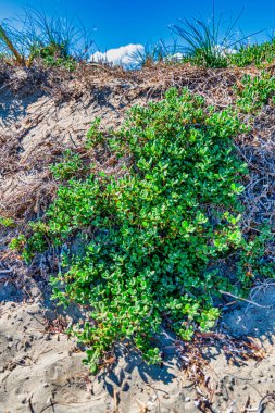 Shoalwater Körfezi, WA / Avustralya 04 / 14 / 2020 Point Peron Rockingham sahilindeki Penguen Adası 'na kadar uzun, temiz plajlar ve feribot.