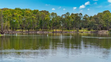 Alcoa Wellard sulak alanları, sıcak yaz havası Kuğu Kıyısı 'ndaki diğer sulak alanları kuruttuğu zaman sonbaharda su kuşlarına barınak sağlar.