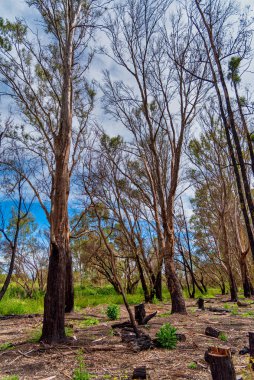 Perth WA 'daki Alcoa Wellard sulak arazisindeki ağaçlar.