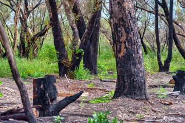 Perth WA 'daki Alcoa Wellard sulak arazisindeki ağaçlar.