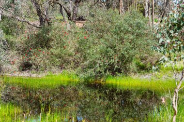 Perth WA 'daki Alcoa Wellard sulak arazisindeki ağaçlar.