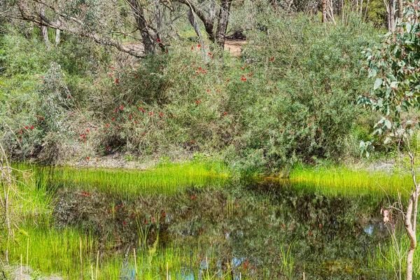 Woodland Nas Zonas Húmidas Alcoa Wellard Perth — Fotografia de Stock