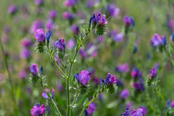 Flora Los Humedales Alcoa Wellard Perth — Foto de Stock