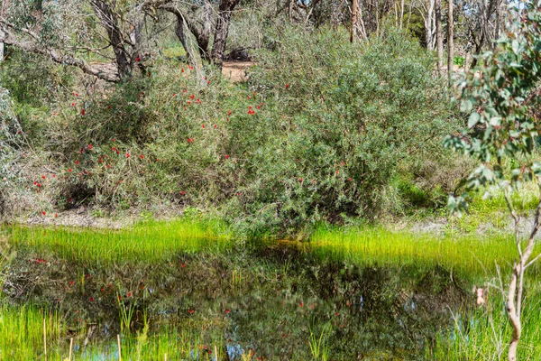Woodland Nas Zonas Húmidas Alcoa Wellard Perth — Fotografia de Stock