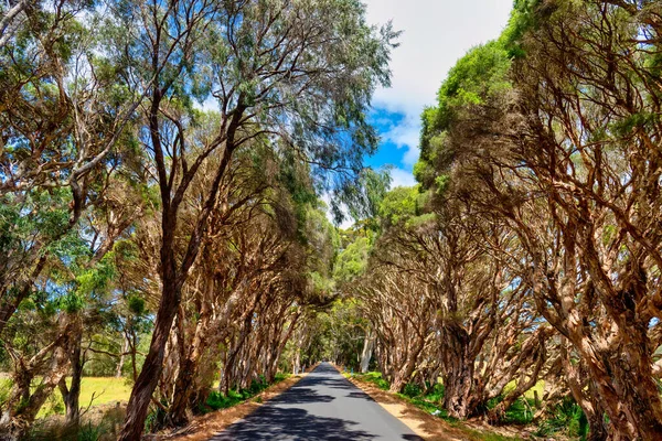 Melaleuca Quinquenervia Paperbark Trees Line Roads Augusta — Fotografia de Stock