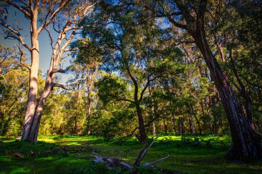 Güzel, kocaman Tuart Ağaçları. Dünyada eşi benzeri olmayan bir şey. Bazı Tuart ormanları kıyı şeridinin bu kısmı boyunca uzanır. Capel WA yakınlarında.